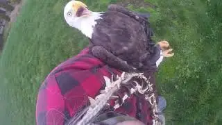setting one of two eagles rescued Free