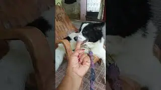 akhiyan gulab#dogshorts#trending song#famjam #dog dynasty 💐🐶🎶🌿💖