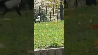 Magpie walking in the grass