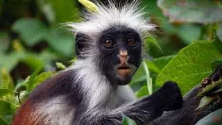 Королевский колобус (Colobus polykomos)