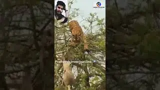 Tiger🐅 try to attack Monkey🐒 😆|Monkey escaped|Control laugh😅|Pratheesh Expression|Animal videos