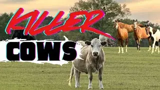 She Escaped Her Stall 😳 | KILLER COWS | Laminitis Progress, New Trailer & Winter Farm Life