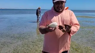 En este baja mar encontrarás callos de hacha y muchas almejas 