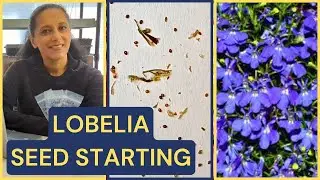 How To Grow Trailing Lobelia From Seed 🌱 Trailing BLUE Annual Flower 💙