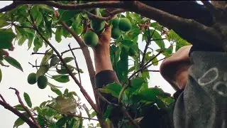 Picking Mango from tree