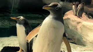Cómo viven los pingüinos | Vlog de Guiainfantil visita a un pingüinario