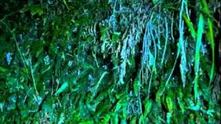 Glowworms of Hokitika, NZ
