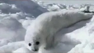 Whitty Bitty Harp Seal slipping off the ice saying, 