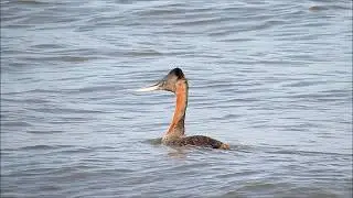Birding South America (from a Celebrity Infinity cruise) 2017 - part 1