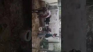 Cow at Bharat