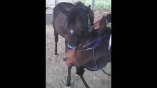 Heza Big Gunner Painthengst aus Bayern/Burtenbach