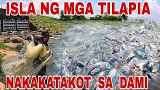 Magugulat Kayo Dito! Lagusan Ng Dam Binahayan Ng Napakaraming Isda