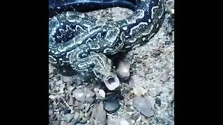 ✋️🐍No estaba de humor (Bufido: sonido de advertencia🚫) #fundacionrescatedeautoctonos