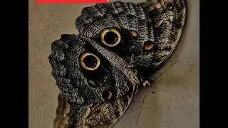 Costa Rica Butterflies & Moths Examples