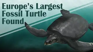 Europe's Largest Fossil Turtle Found