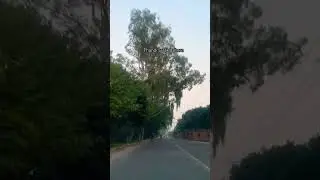 Peaceful Driving on thandi sarak Lahore. Winter vibes. #birds #lahore #shorts