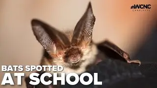 20 bats found at Ardrey Kell High School, officials say
