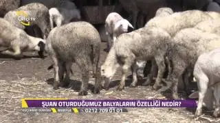 Küçükbaş Dünyası - Sönmez Irkı Koyunu Damızlık Üretim Çiftliği