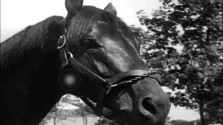 Race horse War Admiral retires in Lexington Kentucky. HD Stock Footage