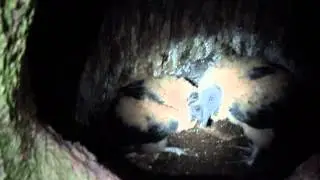 Vulture Nest