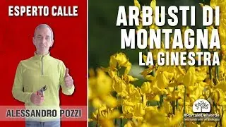 Alberi e arbusti di montagna: la ginestra
