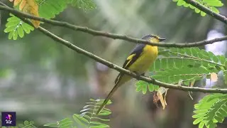 Female Orange Minivet Bird Behavior | Exquisite Avian Moments | Bird watching