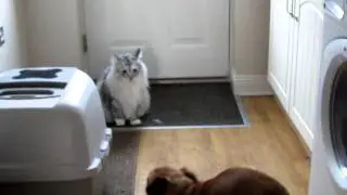 Maine Coon with Pugalier