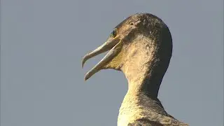 White Breasted Comorant - Blyde Canyon