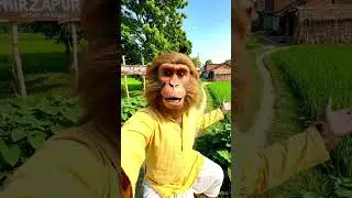 hariyali 🎄🎄 #whowillbemylifepartnerta #funny #vlog #shorts #viral