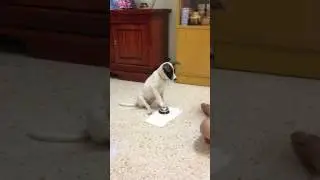 Dog Rings Bell For Food!!