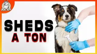 The Ultimate Guide to Heavy-Shedding Dog Breeds