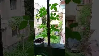 LONGEST BUTTERFLY PIA PLANT IN OUR HOME