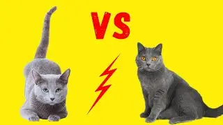 Russisch Blau Katze vs. Kart&auml;user Katze