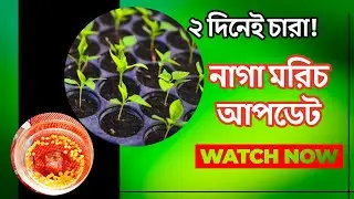 দুইদিন পর জার্মিনেট করা নাগার বীজের আপডেট | Naga Chili Seed Germination Update Day 2