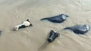 Beautiful Buffaloes Enjoying a Summer Bath 🌞💦🐃 | Relaxing Animals