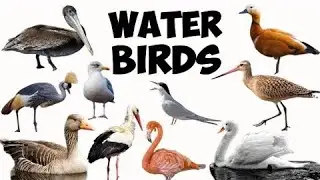 Water Birds Vocabulary | 30 Water birds in English with names and pictures | Birds | Educational vid