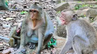 oh God....! Jinx Best Scene with her Jett baby monkey Struggle to against with Skinny | MONKEY-10K