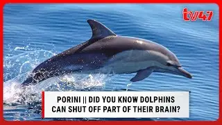 PORINI || Did you know dolphins can shut off part of their brain?