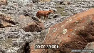 Ethiopia - Endangered specied - The Ethiopian Wolf,  Bale national park