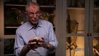 Becoming Human (Episode 2) - Birth of Humanity