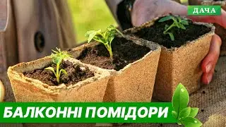 Томати на Підвіконні. Як вирощувати балконні помідори?