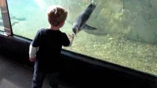 Bubba Jack Plays With Penguins