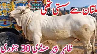 Zahir Pir Mandi 2026 | Supreme Cholistani Bachre Bachrian Cows for Qurbani | Global Village Farming