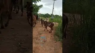 Video 1036 - Two Gir Calves Running Freely on the Farm | Joyful Moments ❤️ #shortsindia