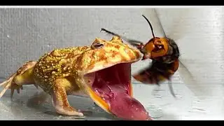 Give the frog the queen of the giant hornet || Pacman frog African bullfrog