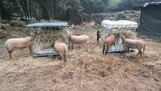 A comer pasto seco 🐏🐑