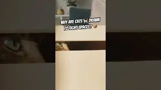 📦 Почему кошки любят сворачиваться клубочком в крошечных пространствах?