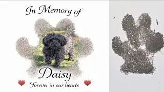 Посвящение Дейзи ♥️♥️
