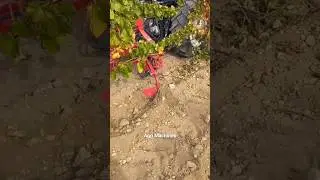 inRow Plough For Weeding & Cultivation || Made By Herve Mauricio France || #shorts