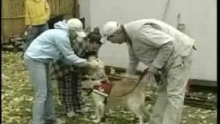 Larry Grim Canine Safety Expert